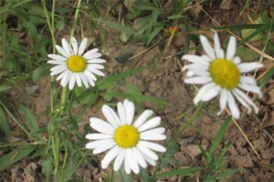 白晶菊虫害及预防和治疗办法，蚜虫清洗喷洒药剂