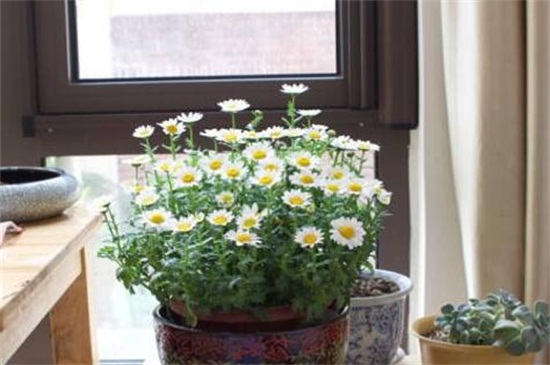 白晶菊不发芽如何办，更换盆土控温养护