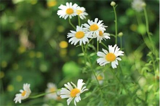 白晶菊不发芽如何办，更换盆土控温养护