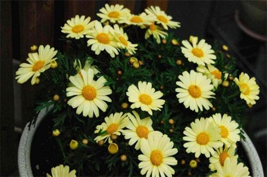 白晶菊不发芽如何办，更换盆土控温养护