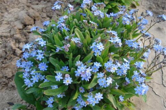 白晶菊不发芽如何办，更换盆土控温养护