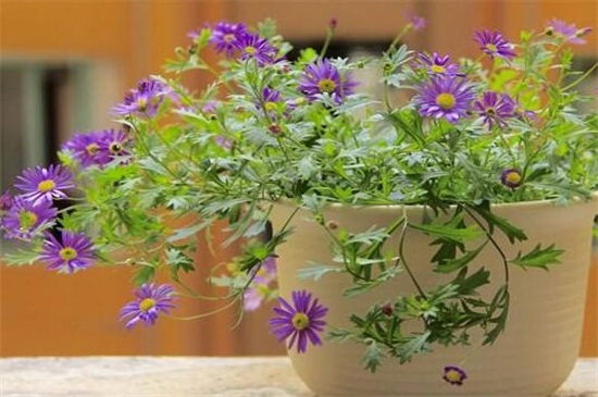 姬小菊能活几年，寿命大约有2～3年