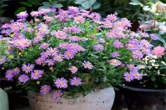 姬小菊能活几年，寿命大约有2～3年