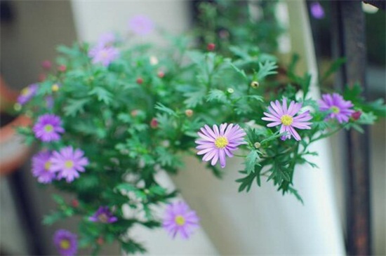 姬小菊能活几年，寿命大约有2～3年