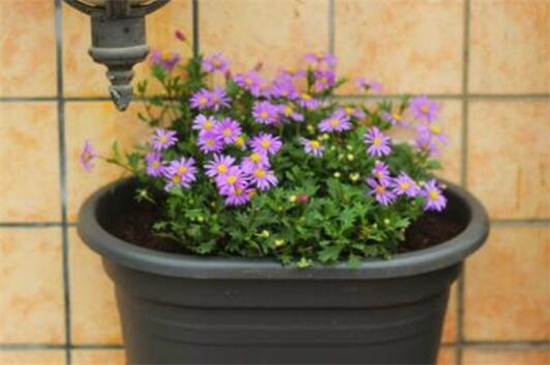 姬小菊能活几年，寿命大约有2～3年