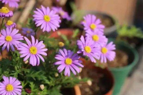 姬小菊能活几年，养护得当可成活2～3年