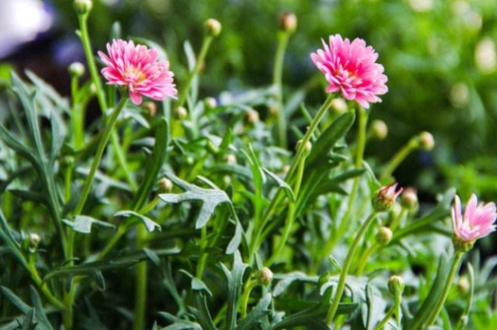 姬小菊如何扦插，4个步骤扦插姬小菊