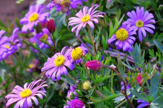 姬小菊如何扦插，4个步骤扦插姬小菊