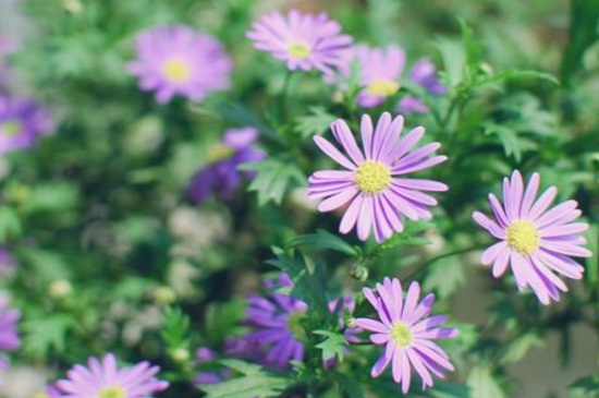 姬小菊如何繁殖，详解4大繁殖办法