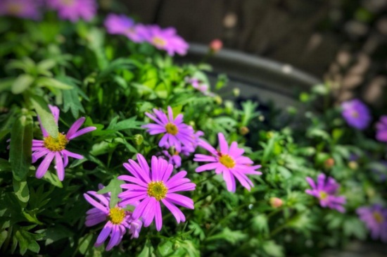 姬小菊如何繁殖，详解4大繁殖办法