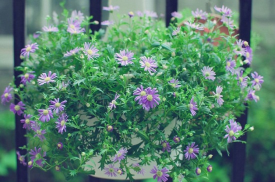 姬小菊如何繁殖，详解4大繁殖办法