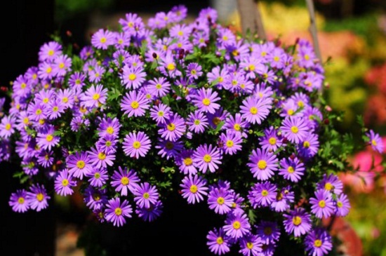 姬小菊如何繁殖，详解4大繁殖办法