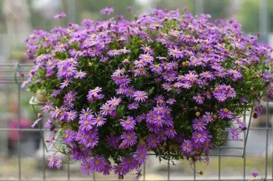 姬小菊的养殖办法和留意事项,散光照射并幼苗期打顶