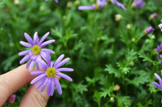 姬小菊的养殖办法和留意事项,散光照射并幼苗期打顶