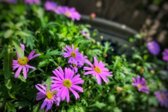 姬小菊的养殖办法和留意事项,散光照射并幼苗期打顶