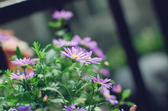 姬小菊的养殖办法和留意事项,散光照射并幼苗期打顶