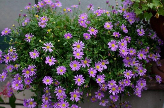 姬小菊换盆办法和时间，春季换盆并修剪烂根