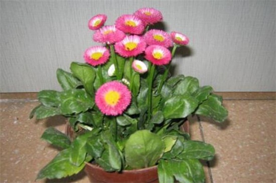 小雏菊多少天能开花,大约需180~200天能开花