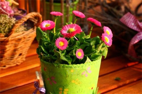 小雏菊多少天能开花,大约需180~200天能开花