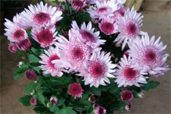 小雏菊多少天能开花,大约需180~200天能开花