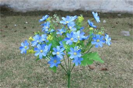 小雏菊多少天能开花,大约需180~200天能开花