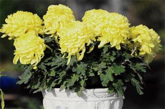 盆栽小菊花如何养，水分充足温度合理预防病害