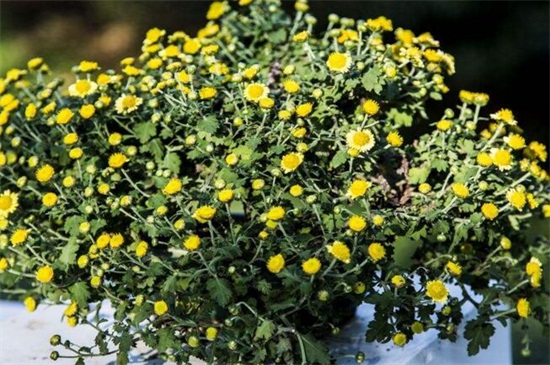盆栽小菊花如何养，水分充足温度合理预防病害