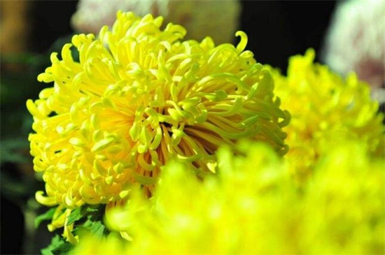 盆栽小菊花如何养，水分充足温度合理预防病害