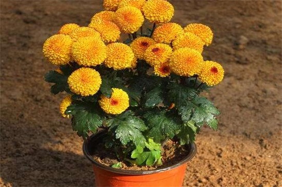 盆栽小菊花如何养，水分充足温度合理预防病害