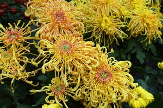 菊花的花期是多久,花期可长达一个月左右