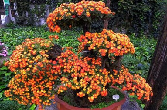 菊花的花期是多久,花期可长达一个月左右