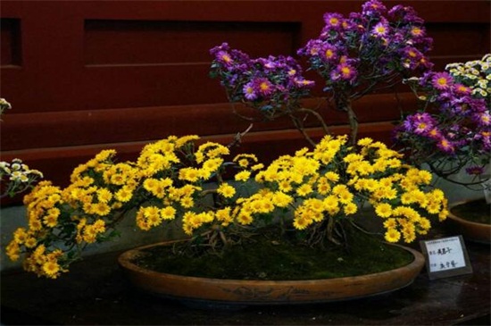 菊花的花期是多久,花期可长达一个月左右