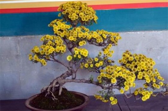 菊花的花期是多久,花期可长达一个月左右