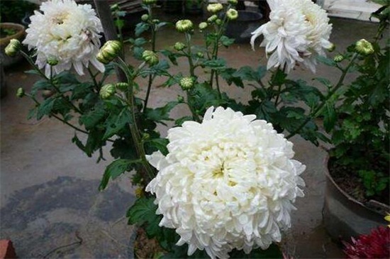 为何家里不能种菊花,黄白菊有悼念含义不吉利