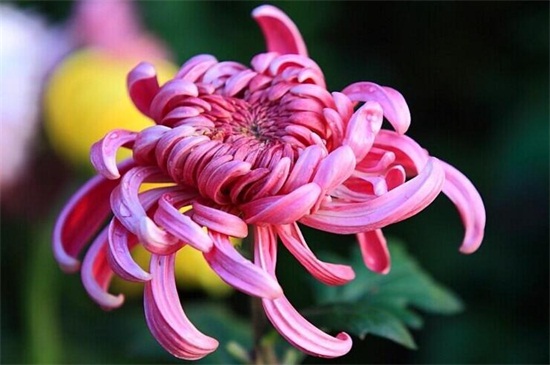 为何家里不能种菊花,黄白菊有悼念含义不吉利