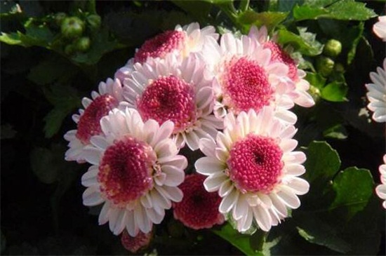 为何家里不能种菊花,黄白菊有悼念含义不吉利