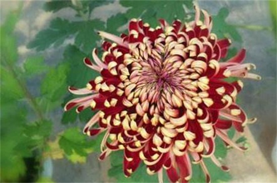 为何家里不能种菊花,黄白菊有悼念含义不吉利