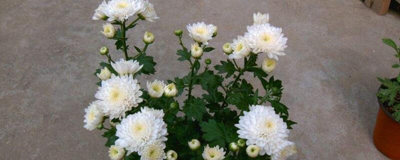 四季菊花种类大全