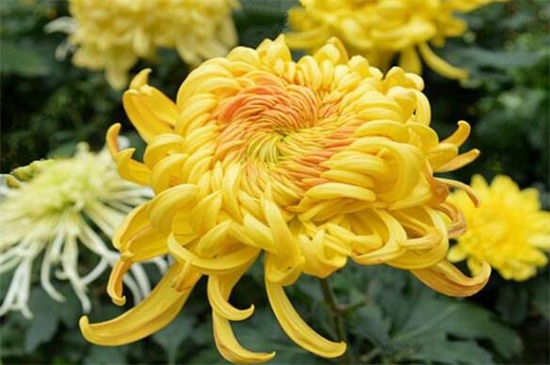 四季菊花种类大全