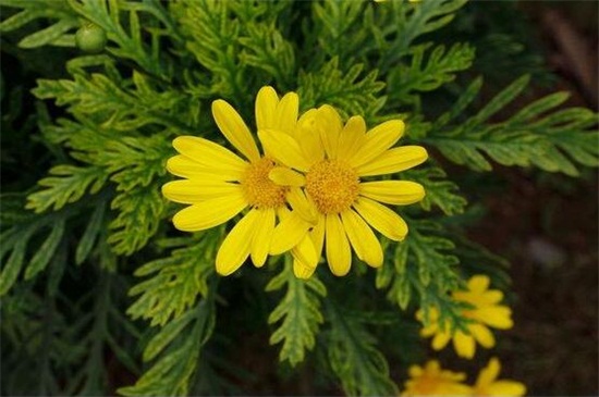 四季菊花种类大全