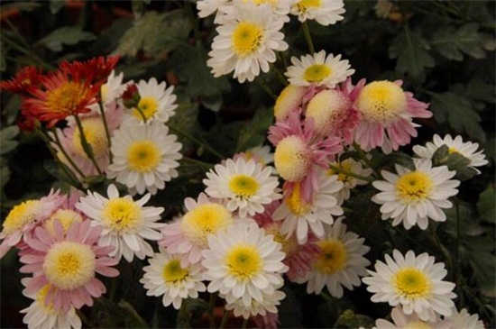 四季菊花种类大全