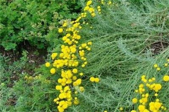 四季菊花种类大全