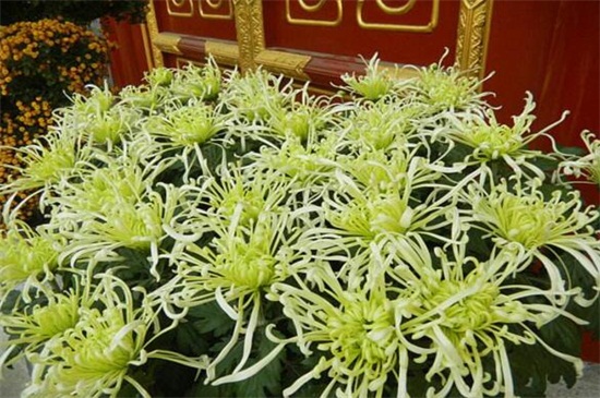 四季菊花种类大全