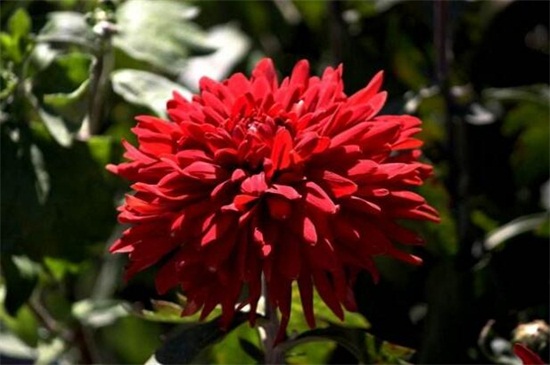 四季菊花种类大全