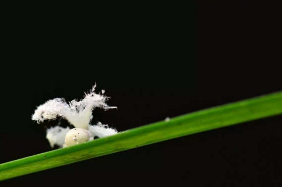 木菊花生小白虫如何办