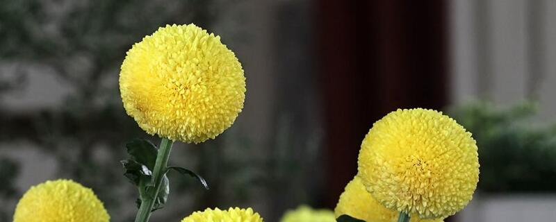 乒乓菊的花后修剪办法