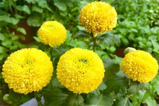 乒乓菊的花后修剪办法