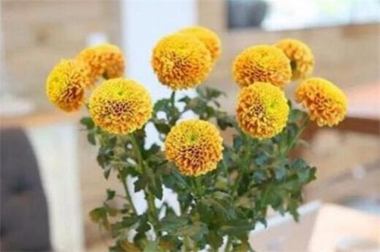 乒乓菊的花后修剪办法