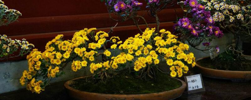 盆栽菊花如何浇水