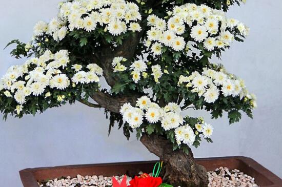 盆栽菊花如何浇水